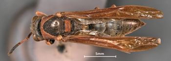 Media type: image;   Entomology 33151 Aspect: habitus dorsal view